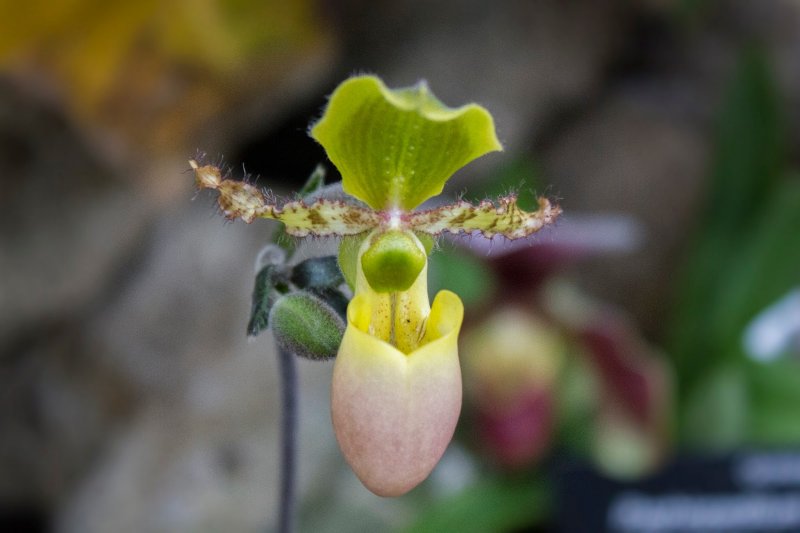 Paphiopedilum primulinum