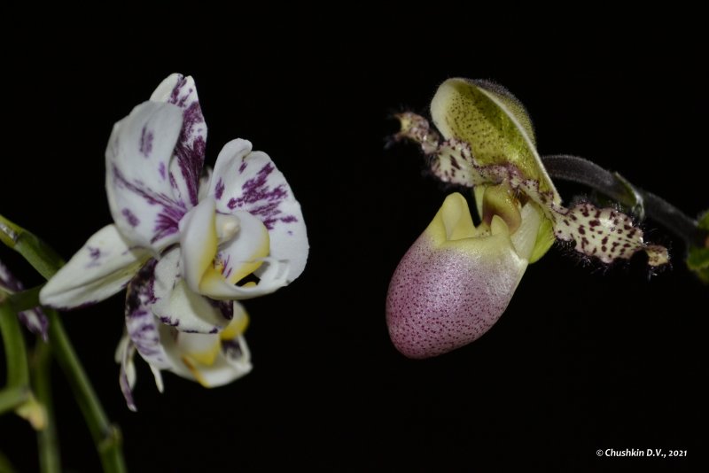Paphiopedilum myanmaricum