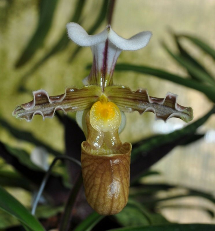 Dendrobium venustum