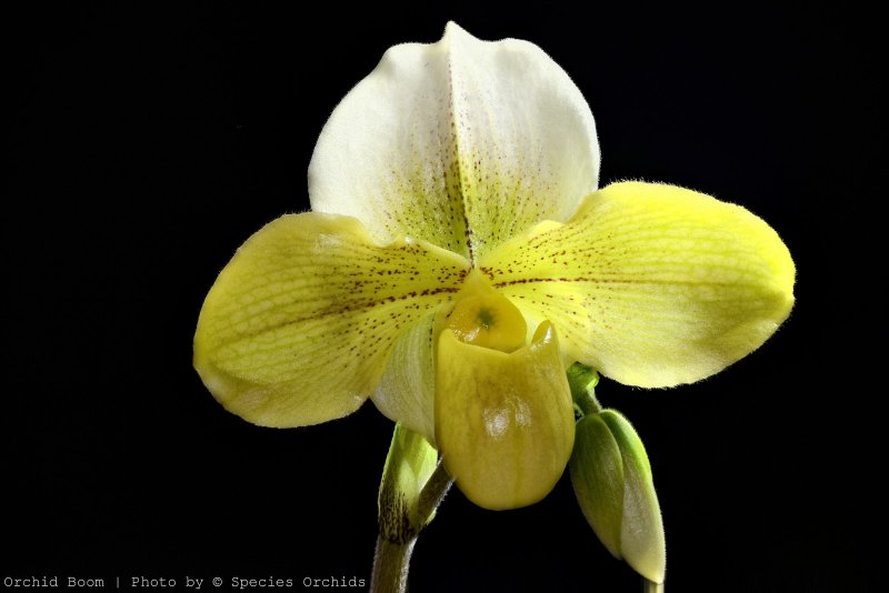 Орхидея Офрис пчелоносная Ophrys apifera