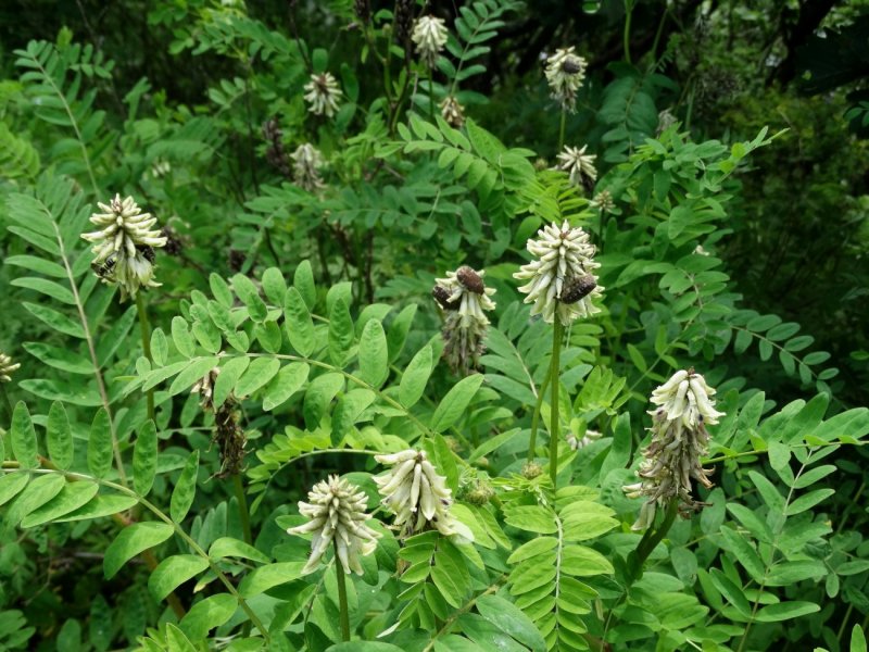 Астрагал Цингера (Astragalus zingeri)