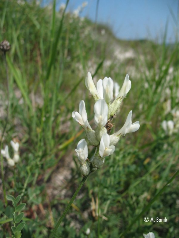 Astragalus chivensis астрагал Хивинский
