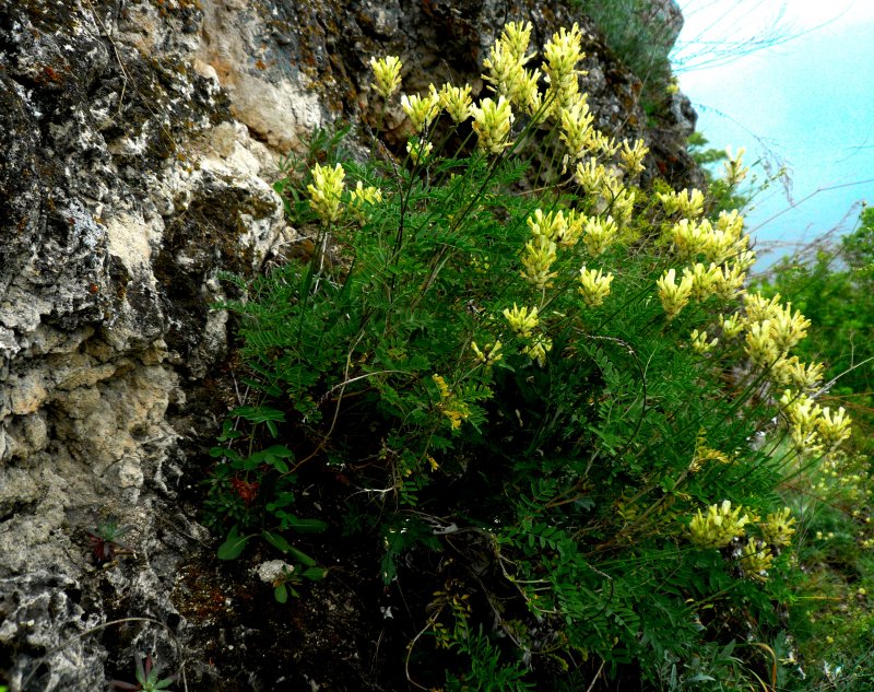 Астрагал Цингера (Astragalus zingeri)