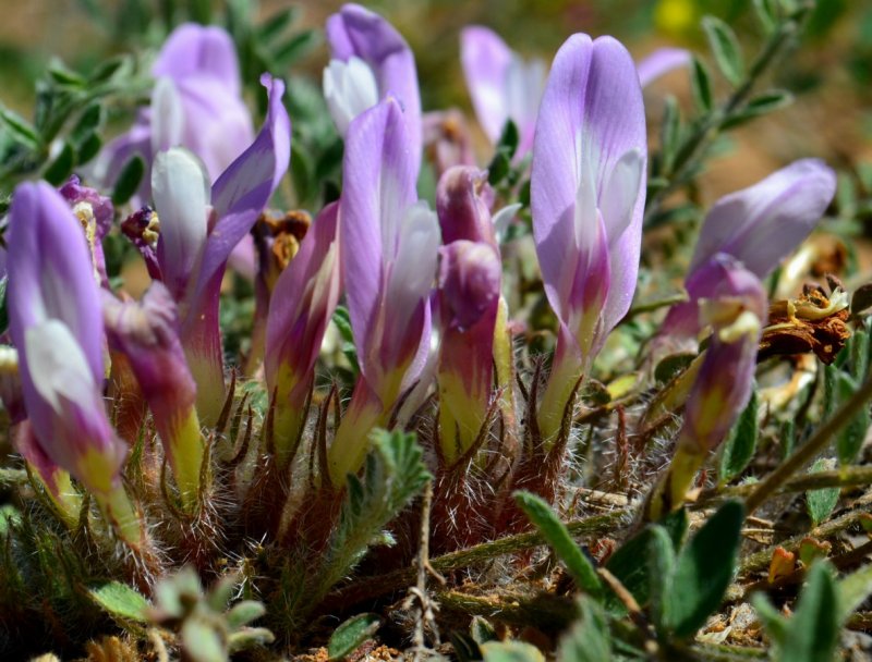 Astragalus uliginosus