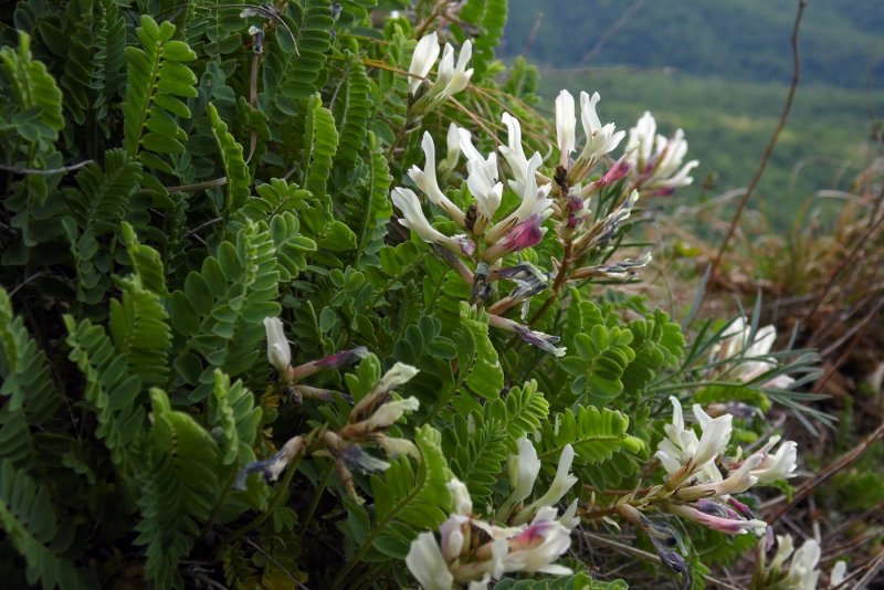 Астрагал Цингера (Astragalus zingeri)