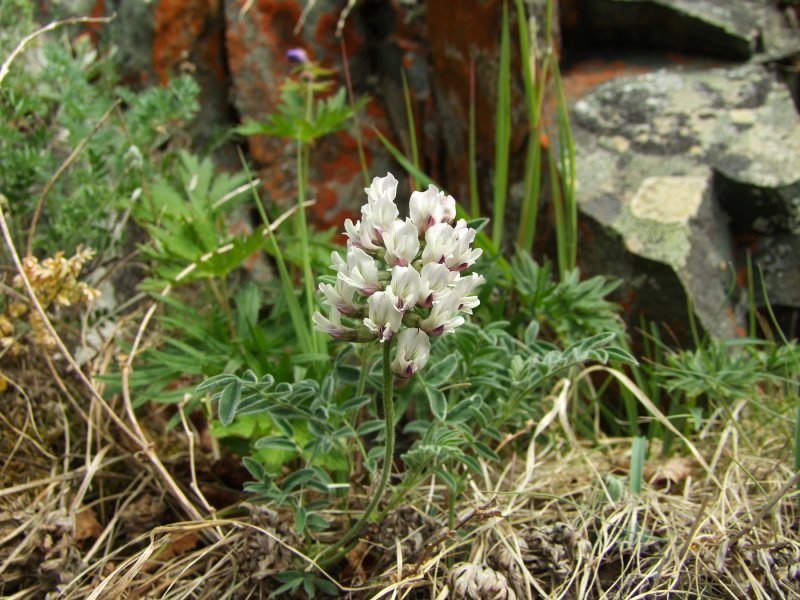 Astragalus Helmii Fisch. – Астрагал Гельма