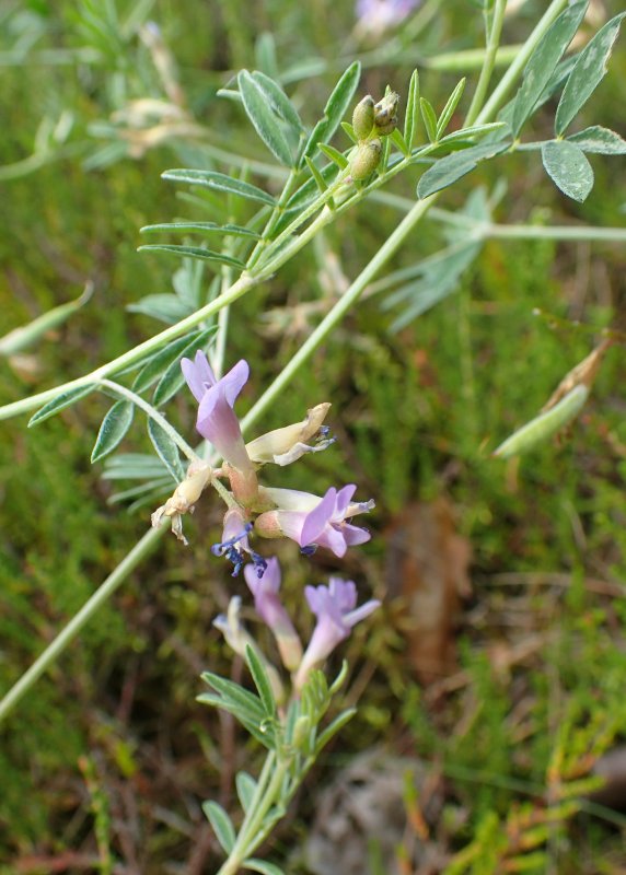 Астрагал эспарцетовый (Astragalus Onobrychis)
