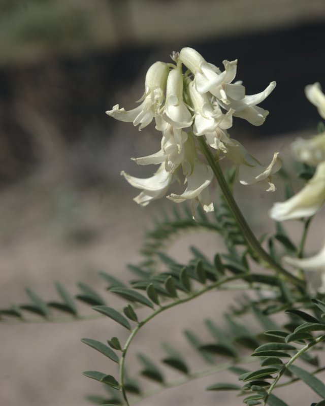 Астрагал Цингера - Astragalus zingeri Korsh.