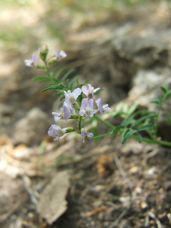Astragalus Alpinus