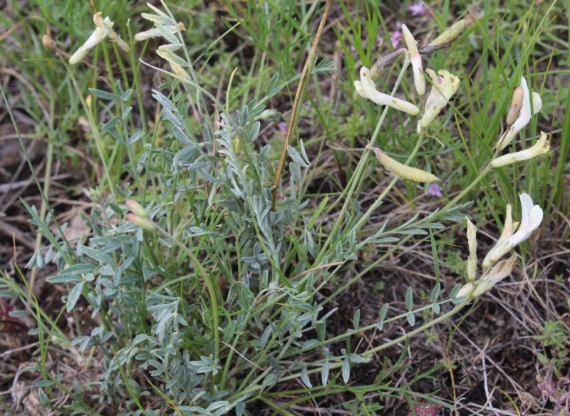 Астрагал Цингера (Astragalus zingeri)