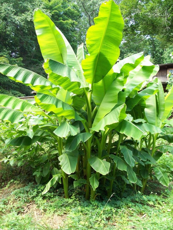 Musa basjoo Bananas