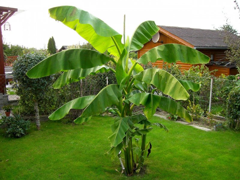 Musa basjoo
