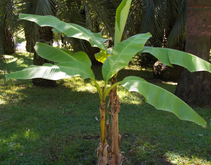Musa basjoo (japonica)