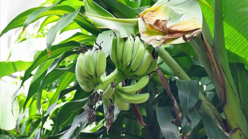 Musa acuminata