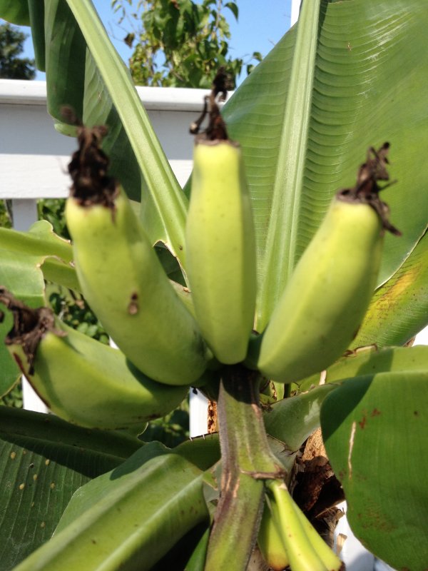 Musa Mix (Banana, банан)
