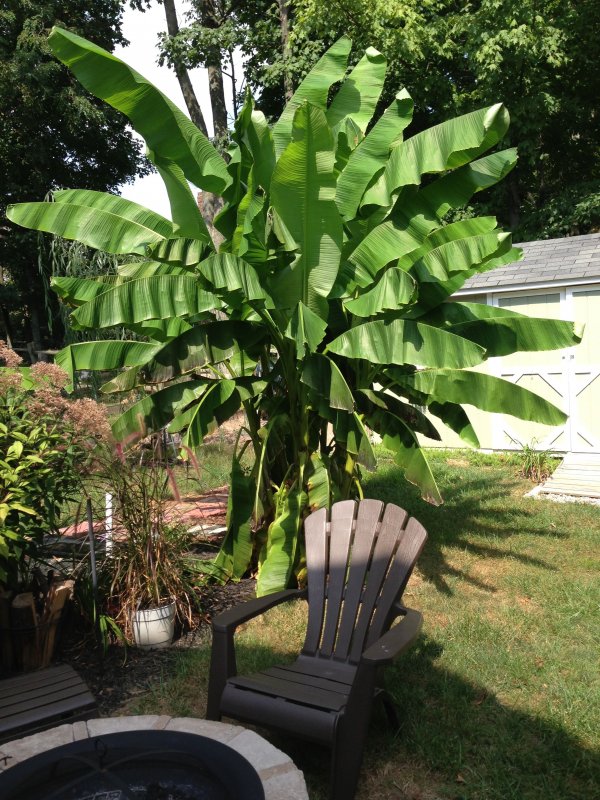 Пальма ornamental Banana (Musa Ornata)