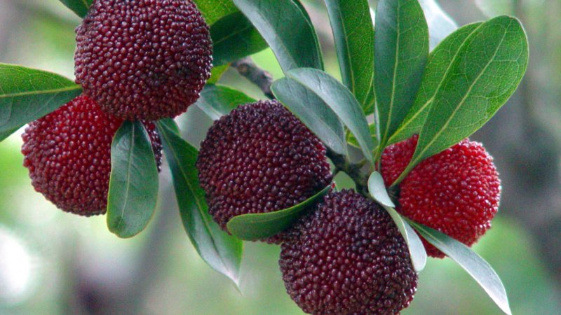 Китайская клубника восковница красная