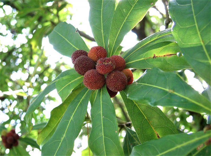 Восковница (Myrica)