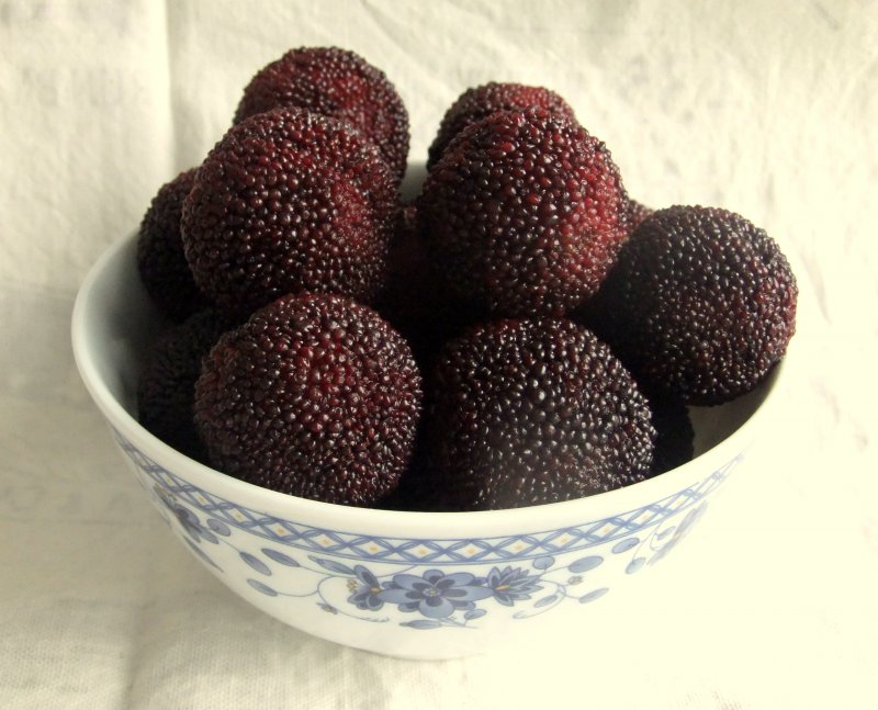 Red Bayberry