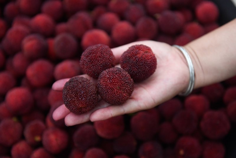 Мирика красная (Myrica rubra)