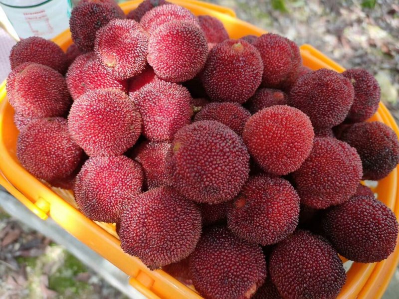 Восковница красная