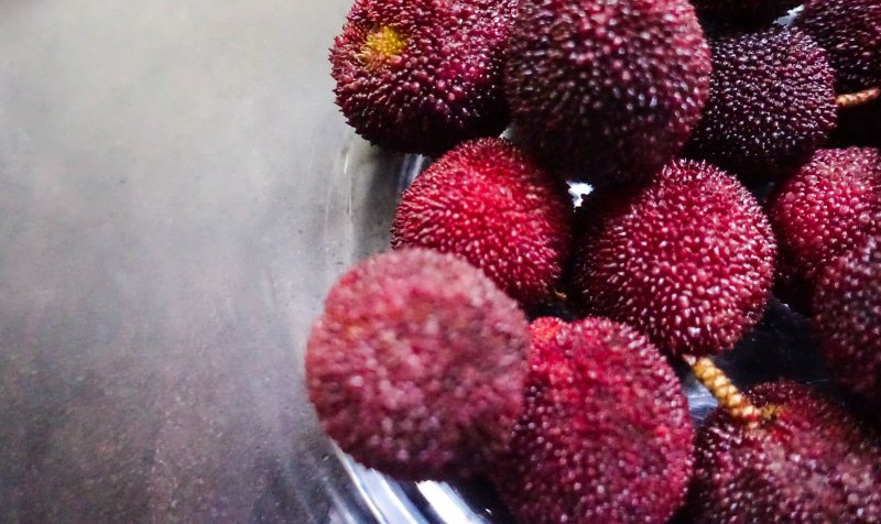Восковница Myrica rubra