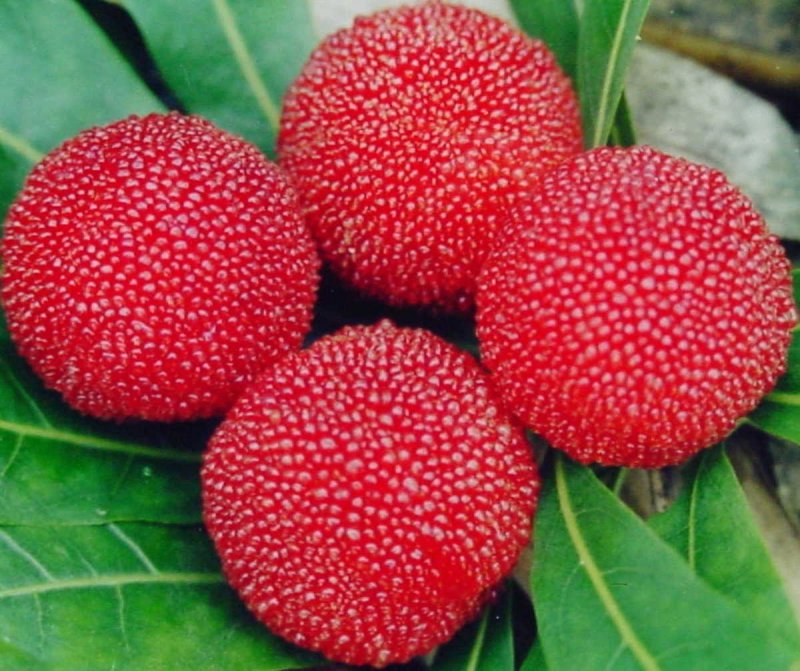 Восковница (Myrica)
