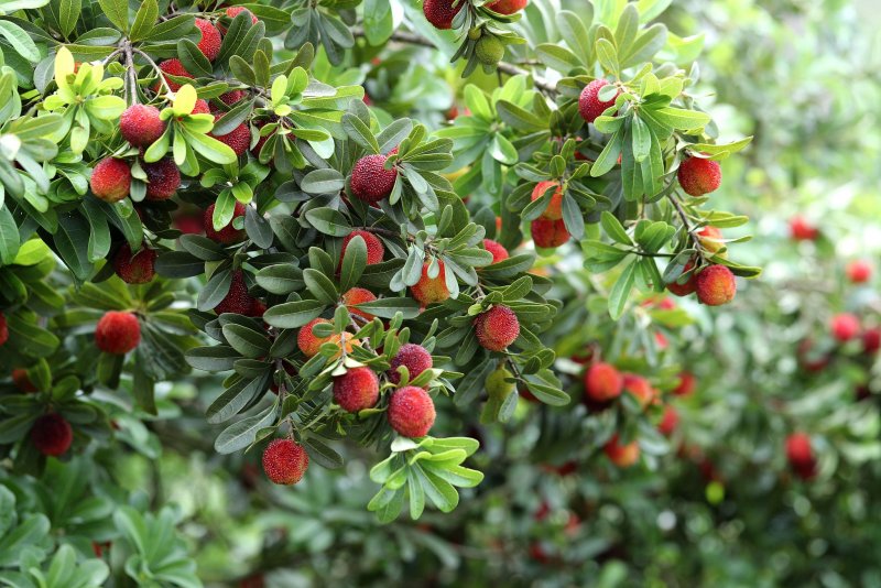 Восковница (Myrica)