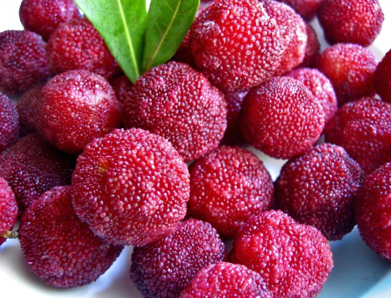 Восковница (Myrica)