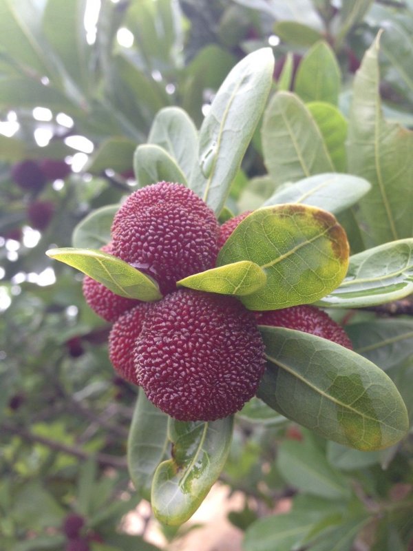 Bayberry ягода