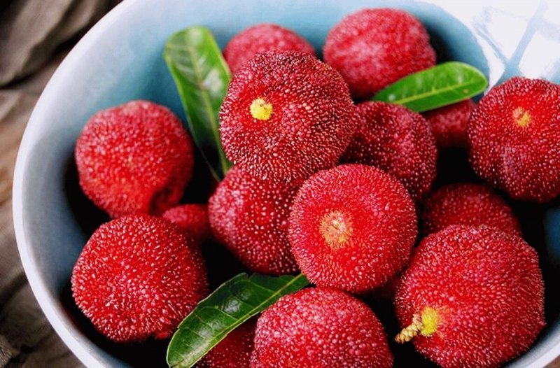 Восковница Myrica rubra