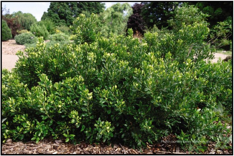 Tallow Berry что это