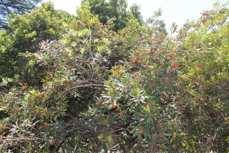 Восковница (Myrica)