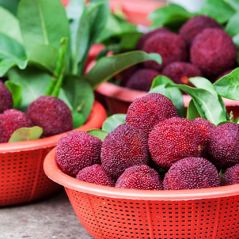 Восковница (Myrica)