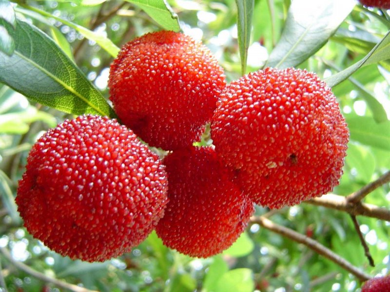 Red Sweet waxberry