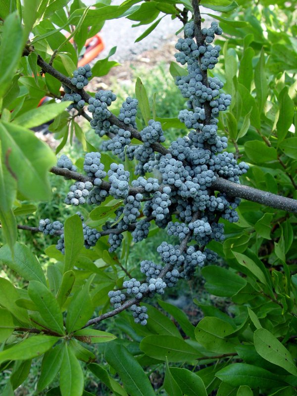 Восковница (Myrica)