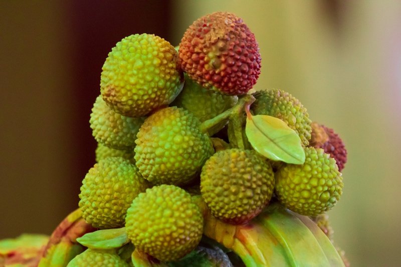 Мирика красная (Myrica rubra)