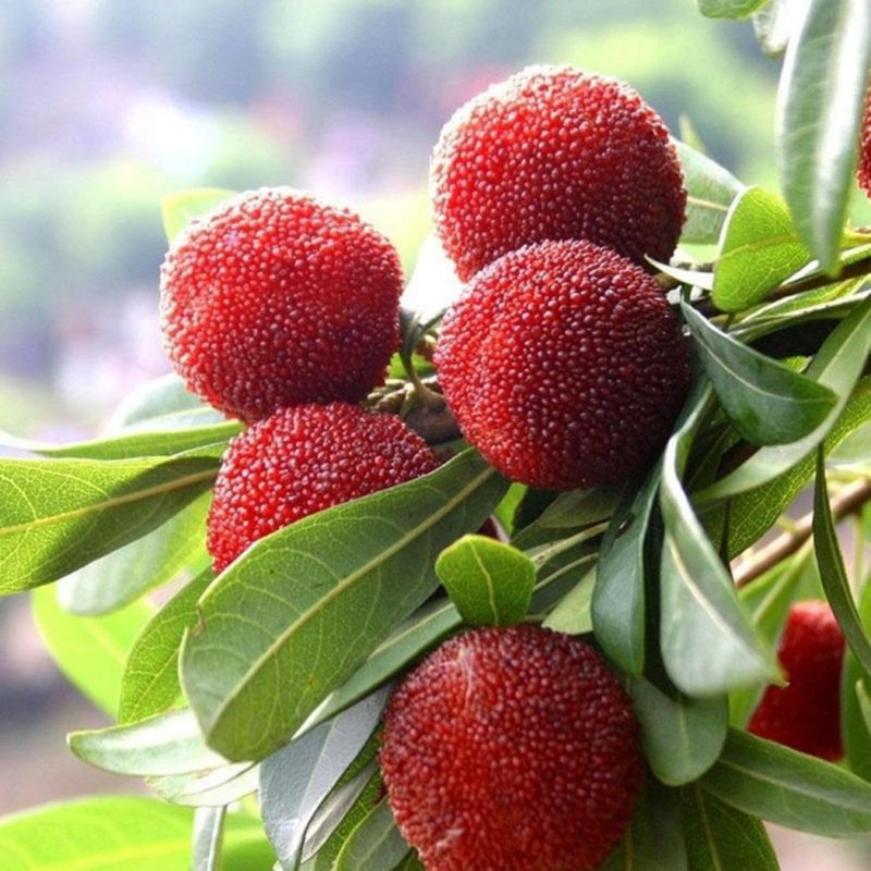 Myrica rubra / воско́вница кра́сная