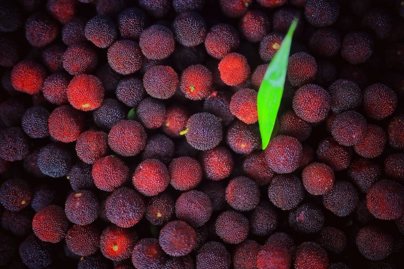 Восковница (Myrica)
