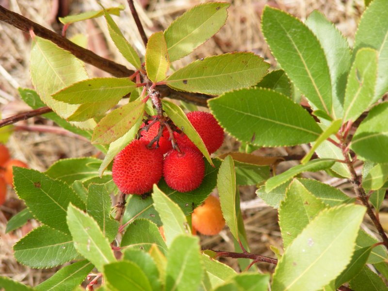 Восковница Myrica rubra