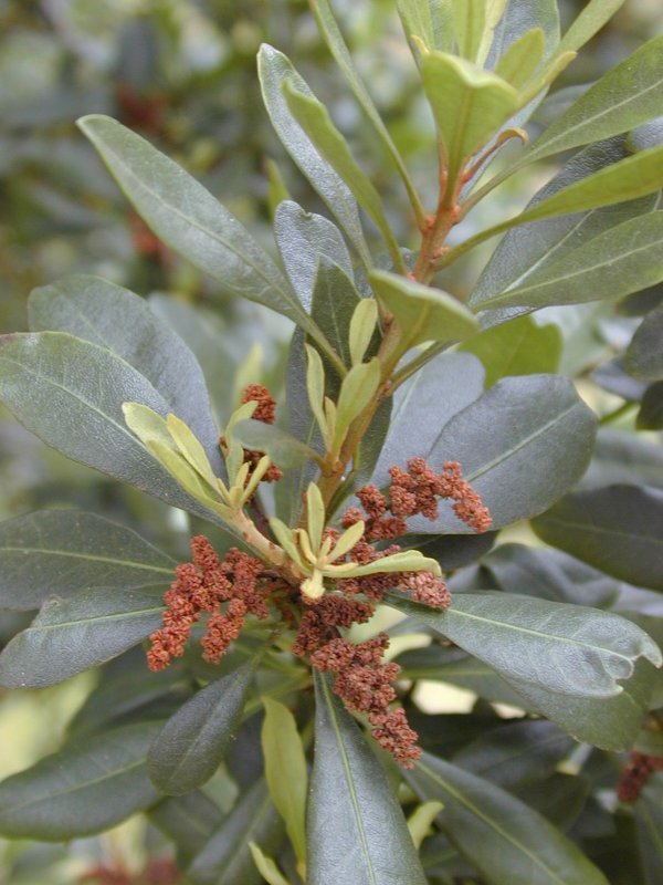 Мирика растение Myrica