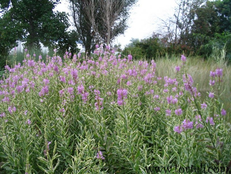Физостегия виргинская (Physostegia virginiana 'Alba')