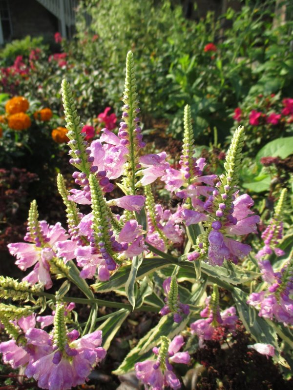Физостегия виргинская variegata