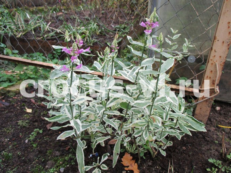 Физостегия виргинская variegata