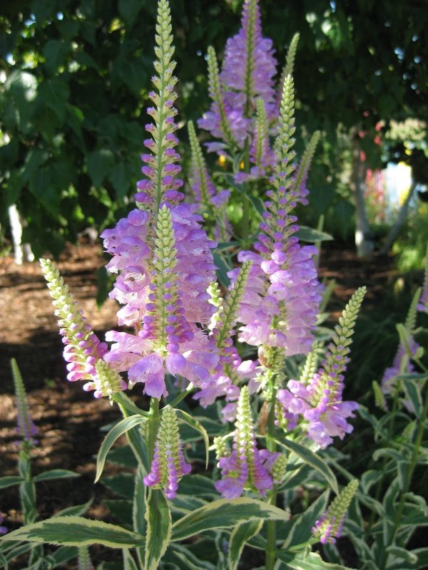Физостегия виргинская variegata