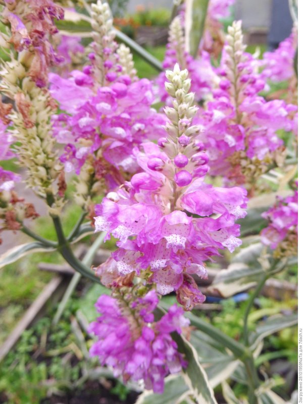 Физостегия виргинская variegata