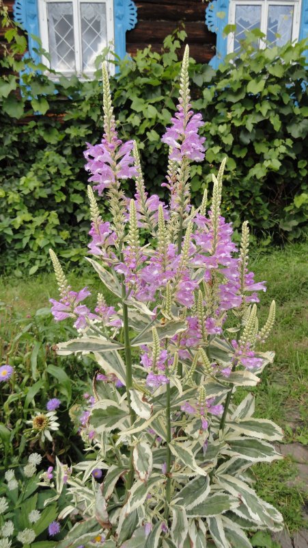 Физостегия виргинская variegata