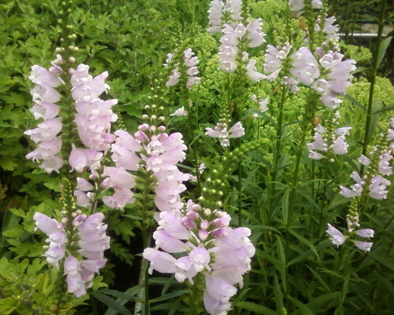 Физостегия виргинская (Physostegia virginiana 'Alba')