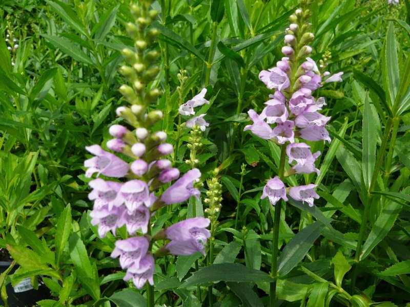 Физостегия виргинская (Physostegia virginiana)