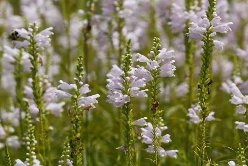 Физостегия виргинская (Physostegia virginiana 'Alba')